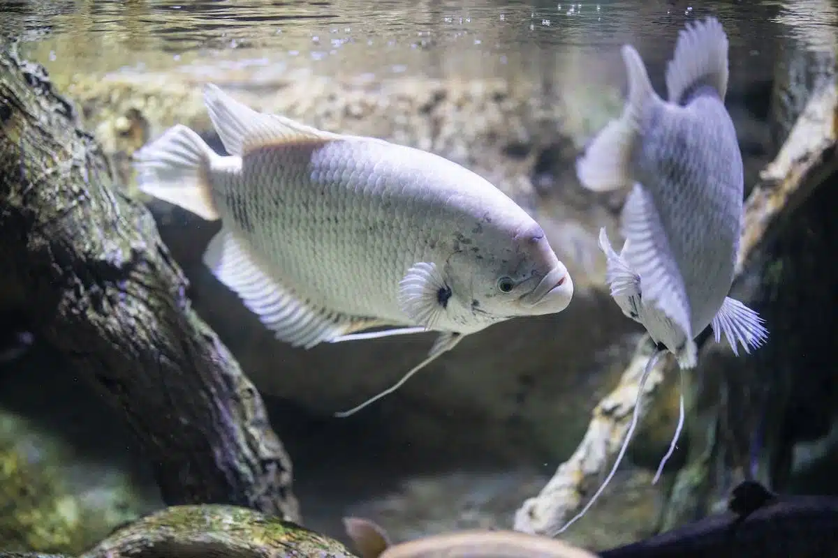 Tout savoir sur les poissons blancs à chair ferme en cuisine